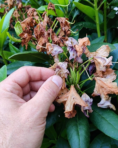 Main retirant les fleurs fanées d’un rhododendron pour favoriser une nouvelle
                                floraison