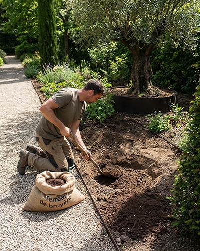 Préparation d’un trou de plantation avec terre de bruyère pour un rhododendron au jardin