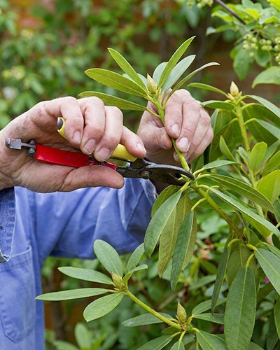 Taille d’un rhododendron avec un sécateur pour stimuler la floraison et un feuillage sain