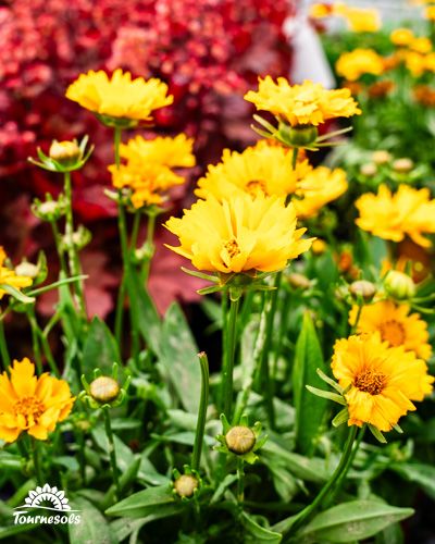 Rudbeckias jaunes vifs exposés sur les tables des jardineries Tournesols.