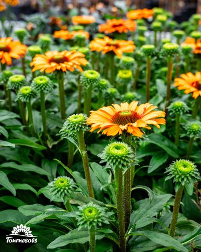 Rudbeckia installée sur les tables de présentation des jardineries Tournesols.
