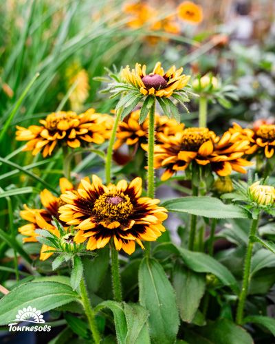 Rudbeckias aux teintes jaunes, légèrement dorées, et au coeur noir