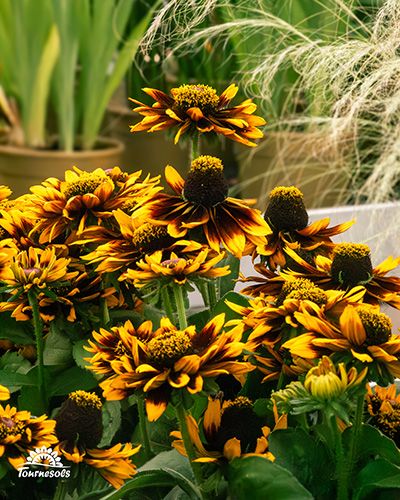 Rudbeckias aux couleurs de feu