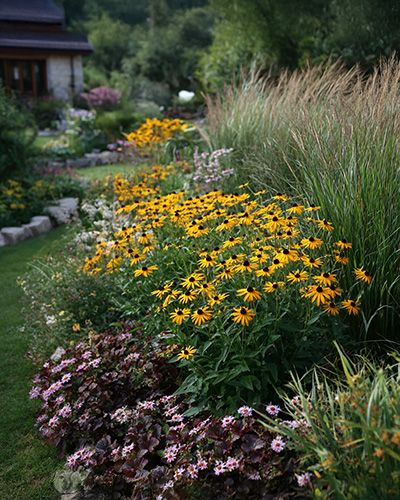 Rudbeckia aux splendides couleurs dorées.