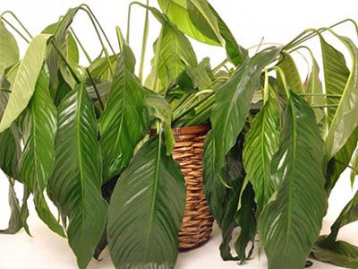 Spathiphyllum - arrosage