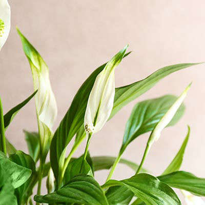 Spathiphyllum - variétés et cultivars