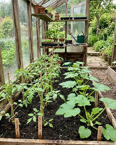 Semis de tomates et courgettes en serre au printemps, prêts pour les légumes d’été