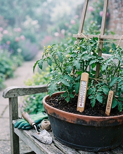 Plant de tomates en pot avec thermomètre indiquant la température minimale avant plantation