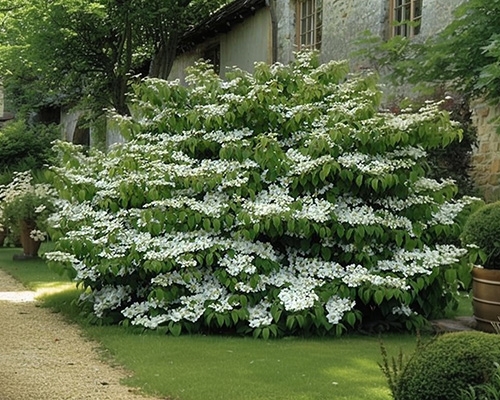 Viburnum en floraison abondante près d'une maison en pierre.