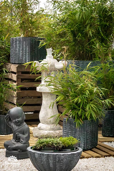 Bambous et graminées en jardinerie.