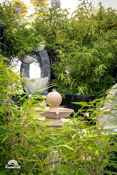 Grand choix de bambous en jardineries
