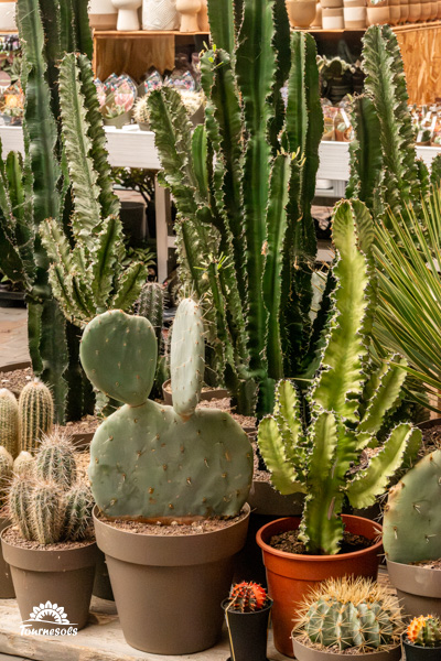 Cactus et mini cactes - maintenant chez Tournesols
