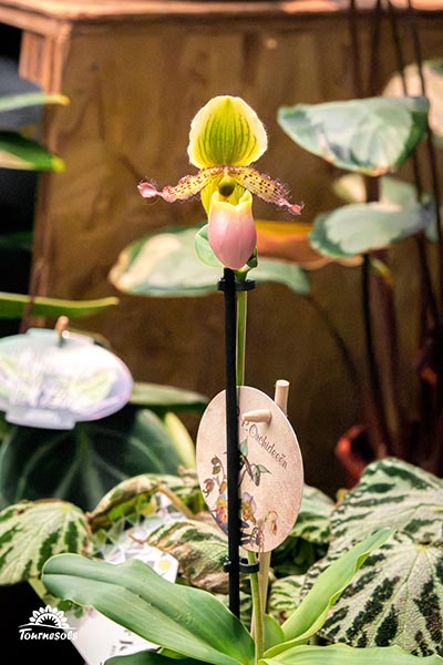 Paphiopedilum