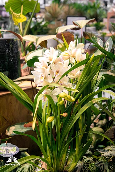 Cymbidium blanche