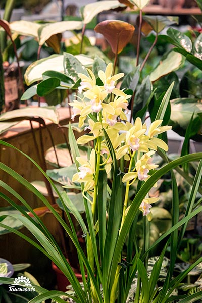 cymbidium jaune 001