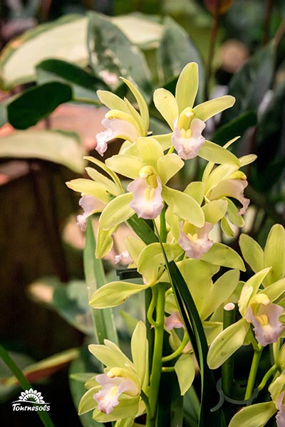 cymbidium jaune 001