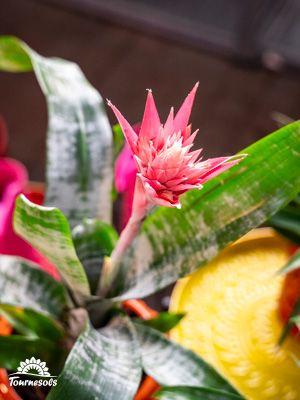 broméliacée Aechmea rose en fleur, feuillage vert panaché, pot décoratif jaune, logo Tournesols