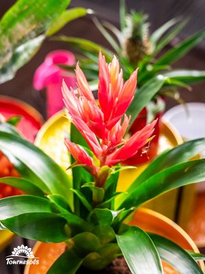 Guzmania à fleurs rouges vives dans un pot jaune, entourée d’autres plantes et de pots colorés.
