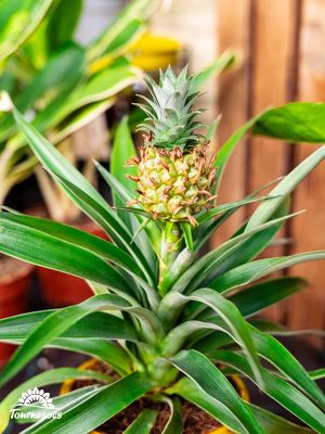 Ananas en pot avec fruit en croissance, feuilles vertes, plantes en arrière-plan, intérieur lumineux