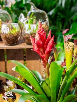 Broméliacée rouge en fleur, devant des terrariums en verre et une plante carnivore, chez Tournesols.