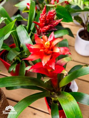Guzmania rouge en pot sur une table en bois, feuillage vert brillant, autres plantes en arrière-plan.