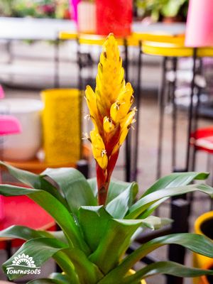 Plante broméliacée à fleur jaune éclatante en intérieur, pots colorés en arrière-plan, logo Tournesols.