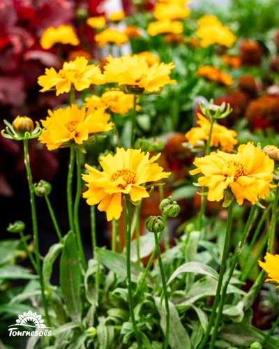 Rudbeckias jaunes épanouies dans un jardin d'automne coloré.