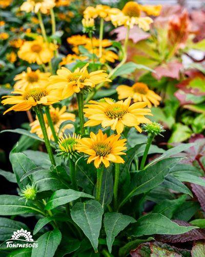 Fleurs de rudbeckias jaunes épanouies dans un jardin d'automne.