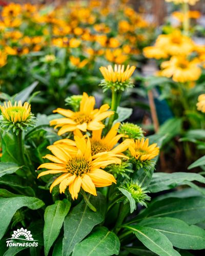 Des rudbeckias jaunes épanouis dans un jardin.