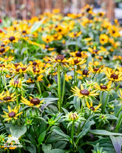 Massif de rudbeckias jaunes et noirs en fleurs dans un jardin.