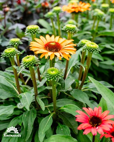 Rudbeckias orange et rouges en fleurs dans un jardin d'automne.