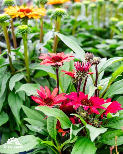 Rudbeckias rouges et orange épanouies à différentes hauteurs dans un jardin d'automne.