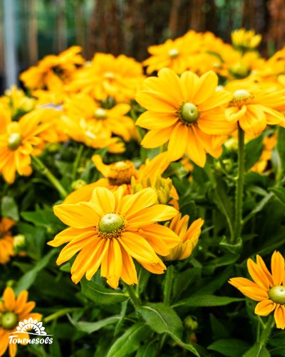 Rudbeckias jaunes éclatantes en pleine floraison dans un jardin.