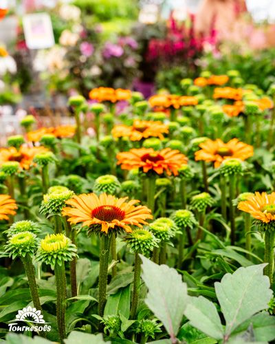 Rudbeckias orange éclatantes dans un jardin d'automne.