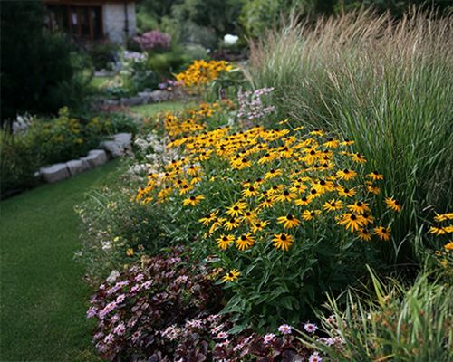 Bordure de jardin avec rudbeckias jaunes, heuchères et graminées.