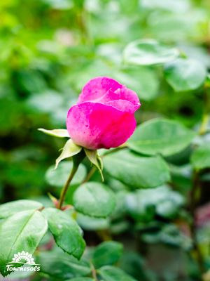 Rosiers en fleurs dans un jardin