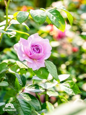 rosiers en fleurs dans un jardin