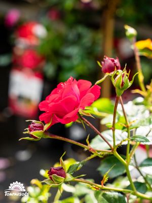 Rosiers en fleurs dans un jardin