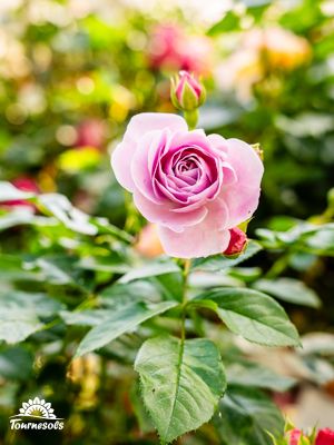 Rosiers fleuris dans un jardin