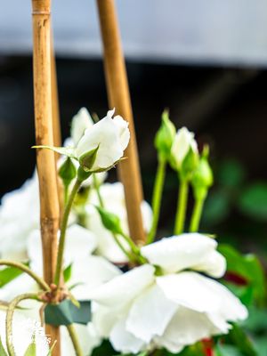 rosiers en fleurs