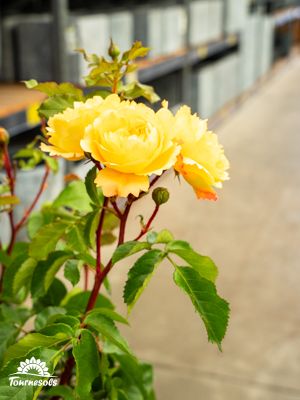 Rosiers en fleurs dans un jardin