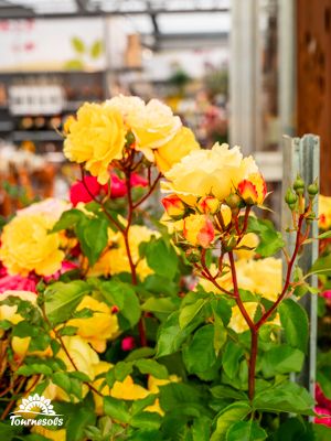Rosiers en fleurs dans un jardin
