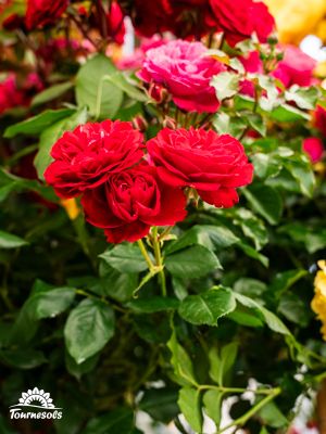 ** massifs de rosiers en fleurs