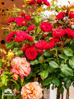 ** Rosiers en fleurs dans un jardin