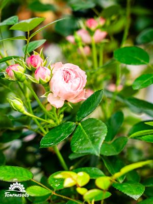 Rosiers aux fleurs jaunes et feuillage vert, en pleine floraison dans une jardinerie.