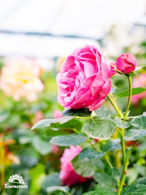 rosiers en fleurs dans un jardin