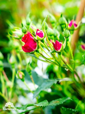 Rosiers en fleurs dans un jardin