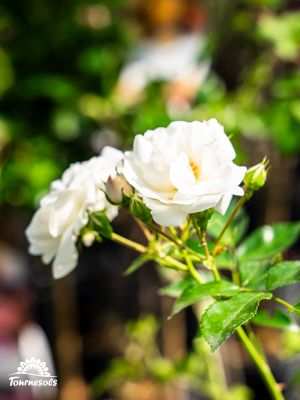 Rosiers en fleurs dans un jardin
