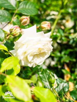 Rosiers en fleurs dans un jardin