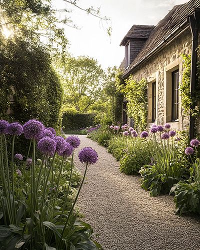 Allée de jardin bordée de bulbes d'alliums en fleurs devant une maison en pierre.